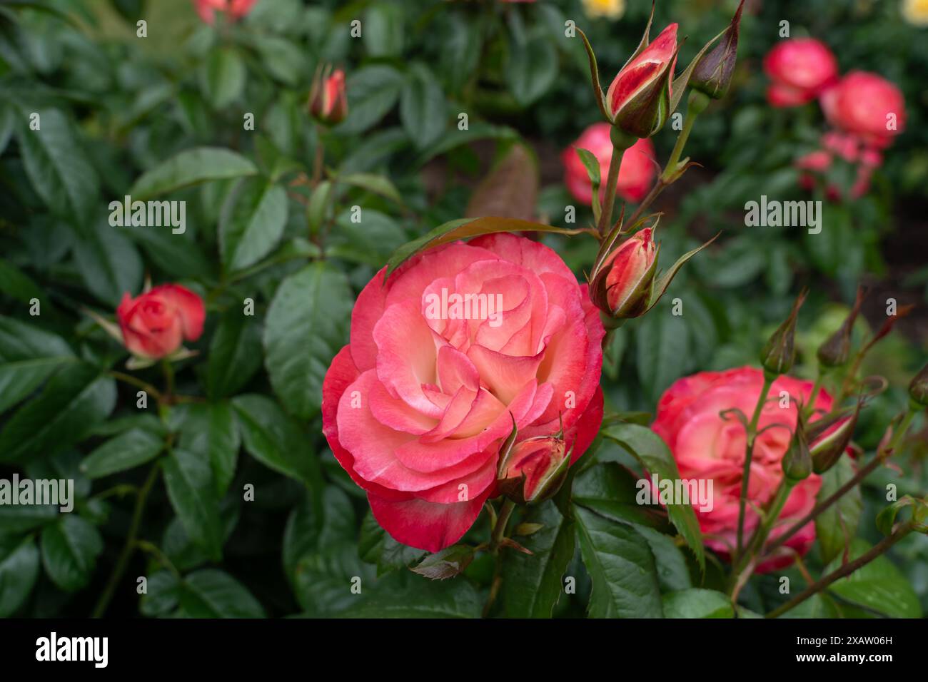 Eine Coretta Scott King Rose Blume wächst im Garten. Usa. Stockfoto
