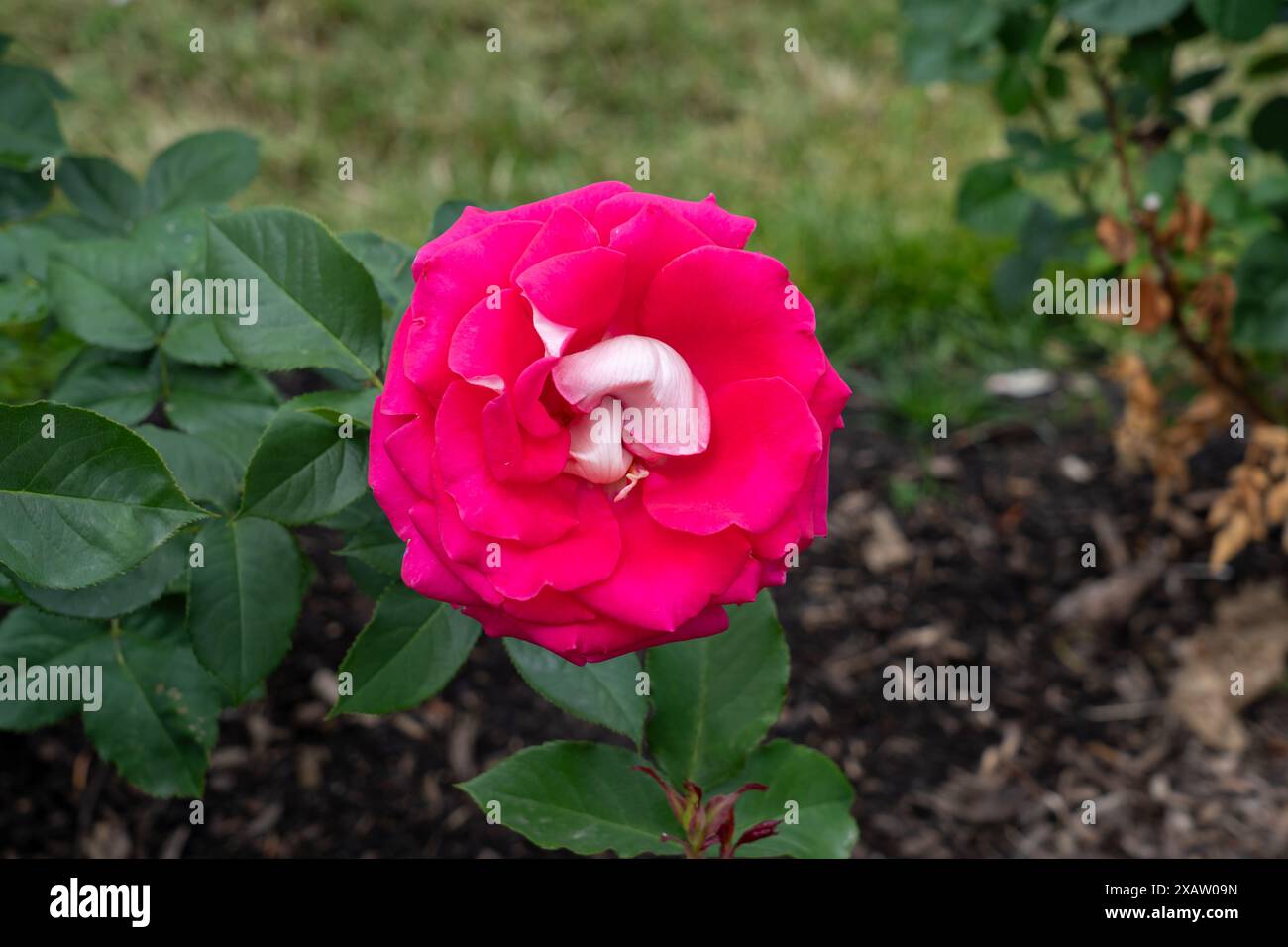 Eine Picture Perfect Rose Blume wächst im Garten. Usa. Stockfoto