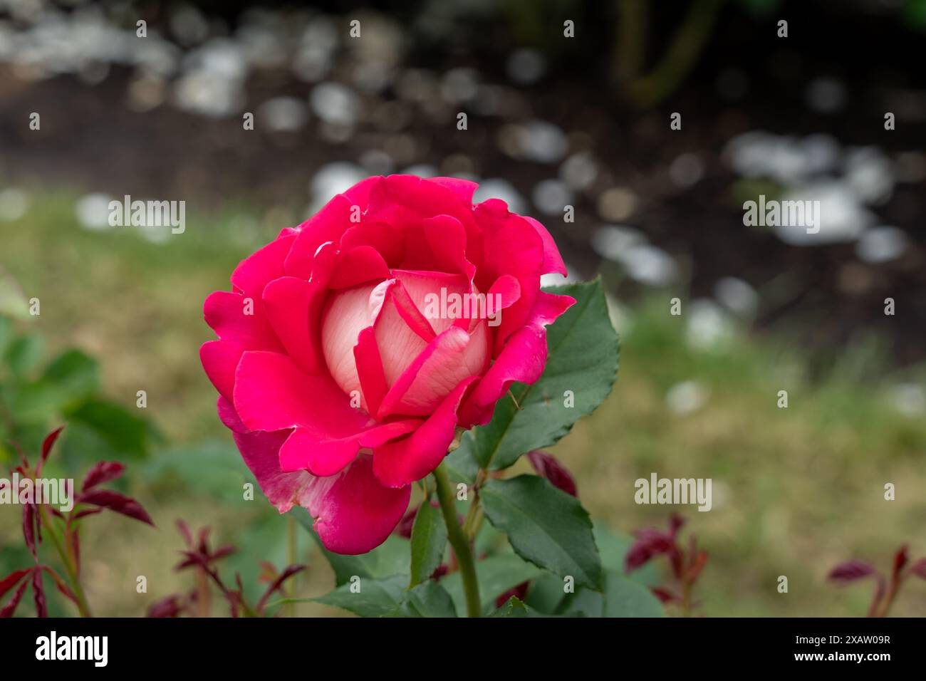 Eine Picture Perfect Rose Blume wächst im Garten. Usa. Stockfoto