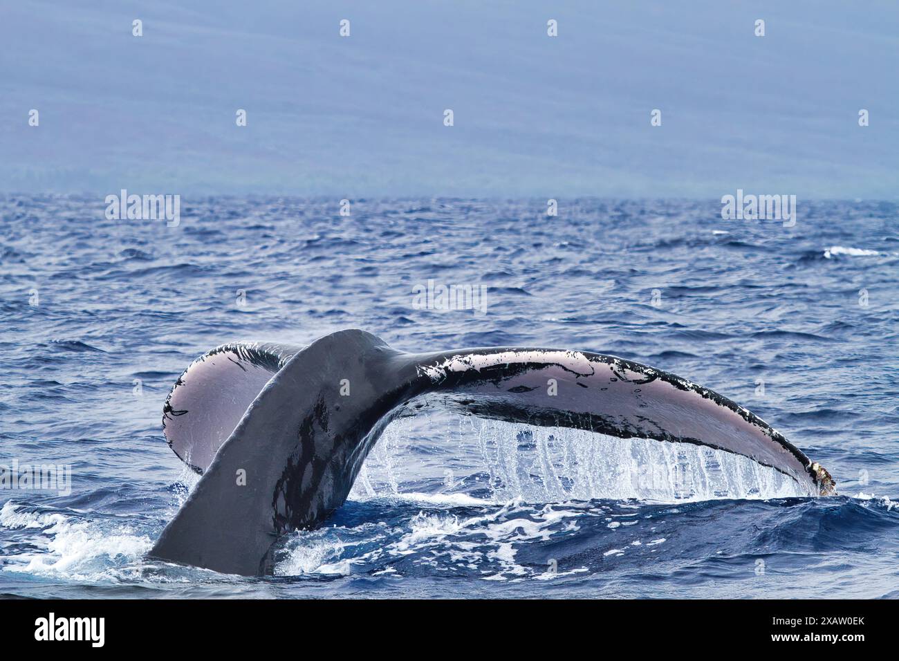 Buckelwal schwimmt direkt unter der Meeresoberfläche, mit seinem Schwanz aus dem Wasser. Stockfoto