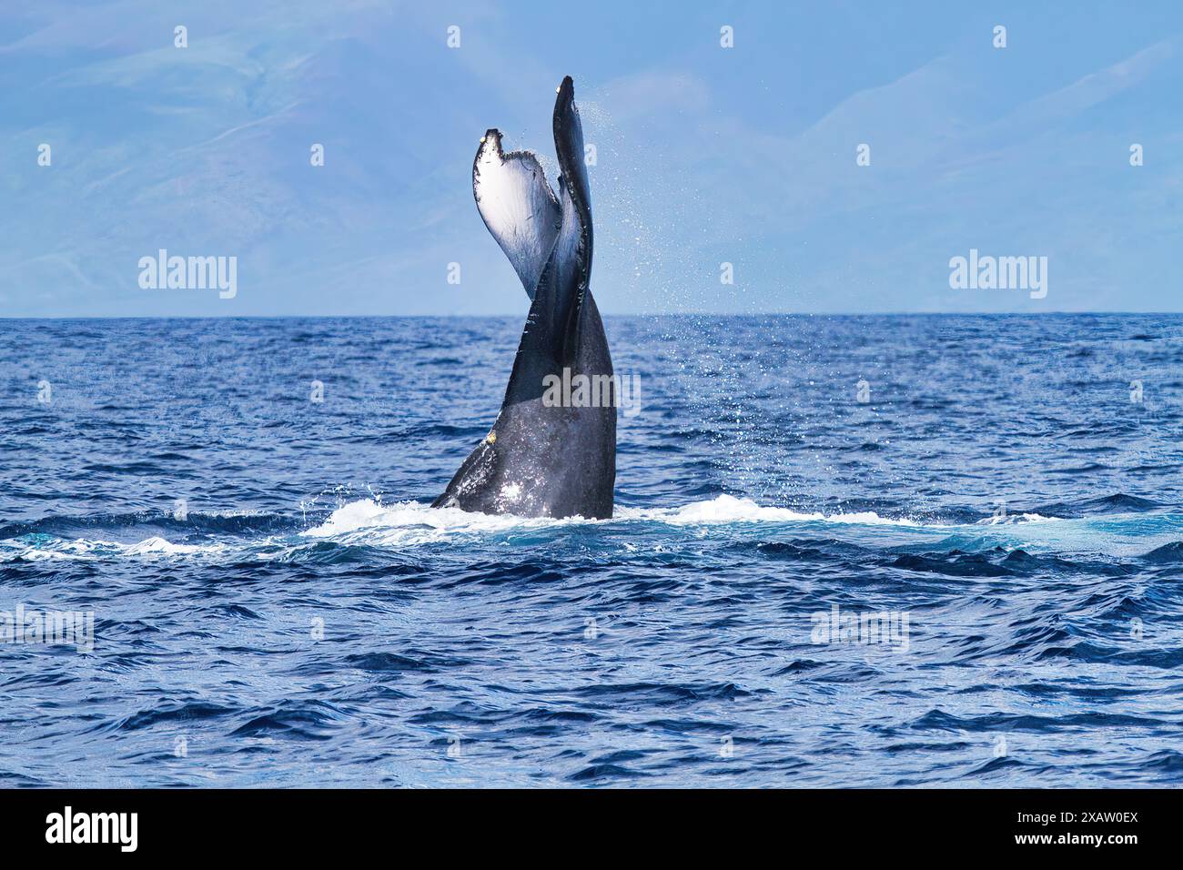 Mächtiger Schwanzschlag durch einen Buckelwal auf Maui. Stockfoto