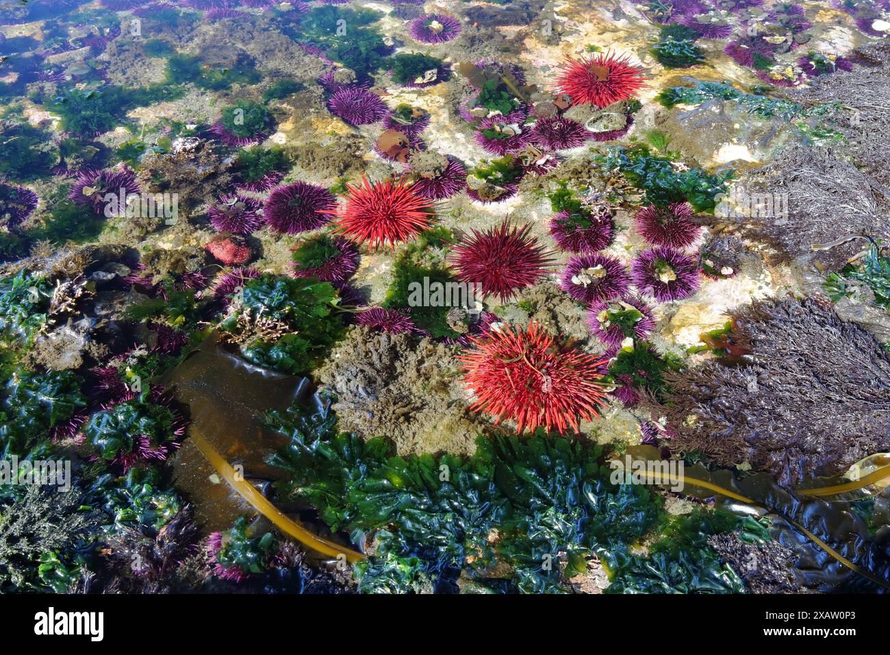 Gezeitenbecken mit violetten Seeigeln am Salt Creek, Puget Sound, Olympic Peninsula, Washington. Strongylocentrotus purpuratus Stockfoto