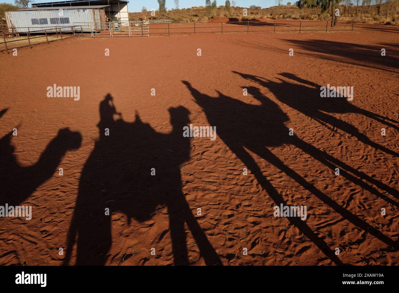 Kamelschatten vor rotem Sand, Wüsteneichen und einheimischen Gräsern, ein Kamelritt im Northern Territory; Australien Stockfoto