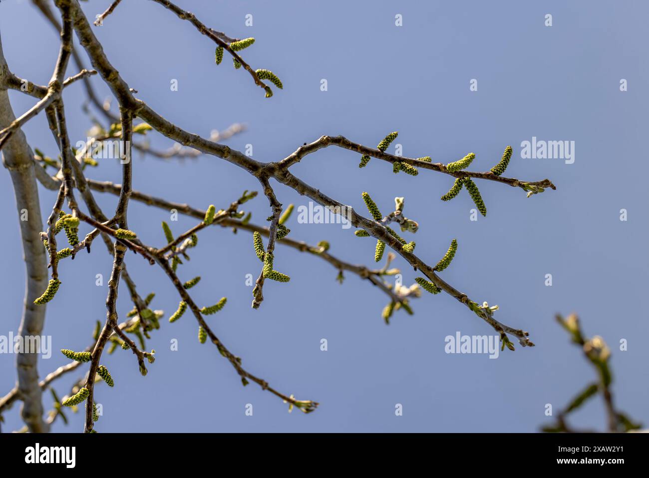 Lange Ohrringe von Walnussblüten während der Blüte, blühende Walnussbäume im Obstgarten Stockfoto