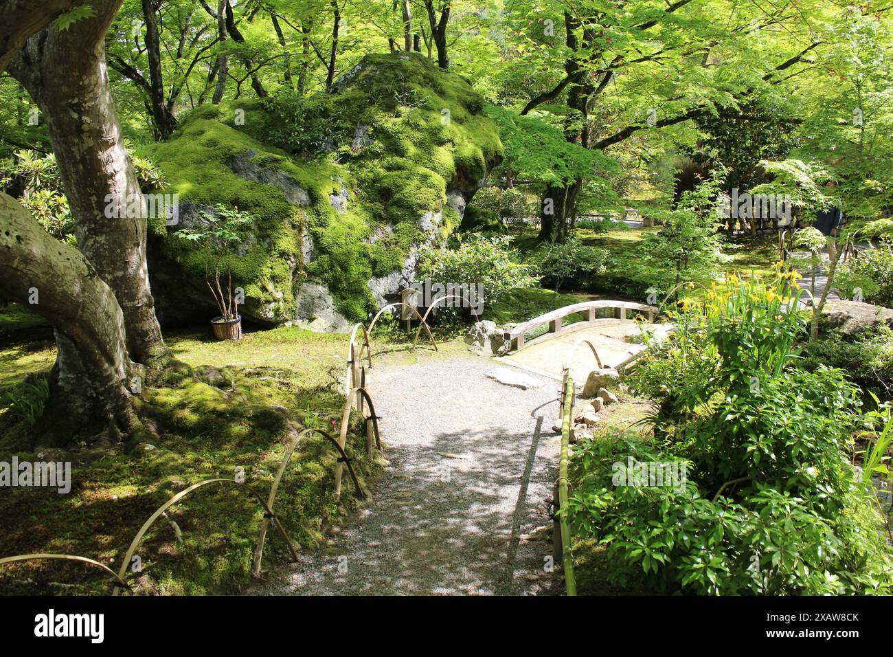 Frisches Grün im Hogon-in Tempel, Kyoto, Japan Stockfoto