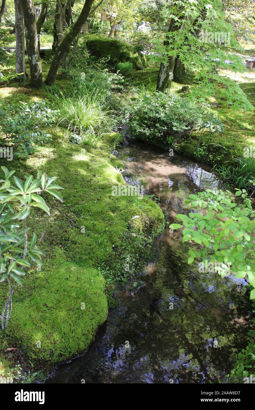 Frisches Grün im Hogon-in Tempel, Kyoto, Japan Stockfoto