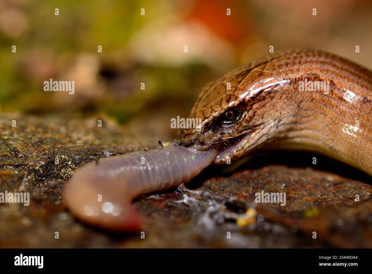 Der Langswurm (Anguis fragilis) isst in der Nähe von Monforte de Lemos, Lugo, Spanien Stockfoto