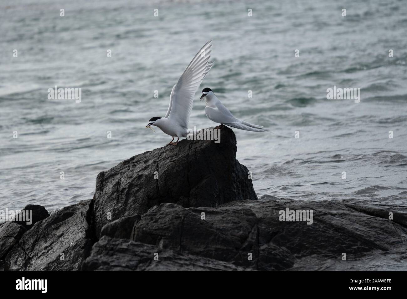 Zwei Weißfrontseeschwalben (Sterna striata) auf Küstenfelsen in Bluff, Neuseeland. Seeschwalben paaren sich fürs Leben. Stockfoto