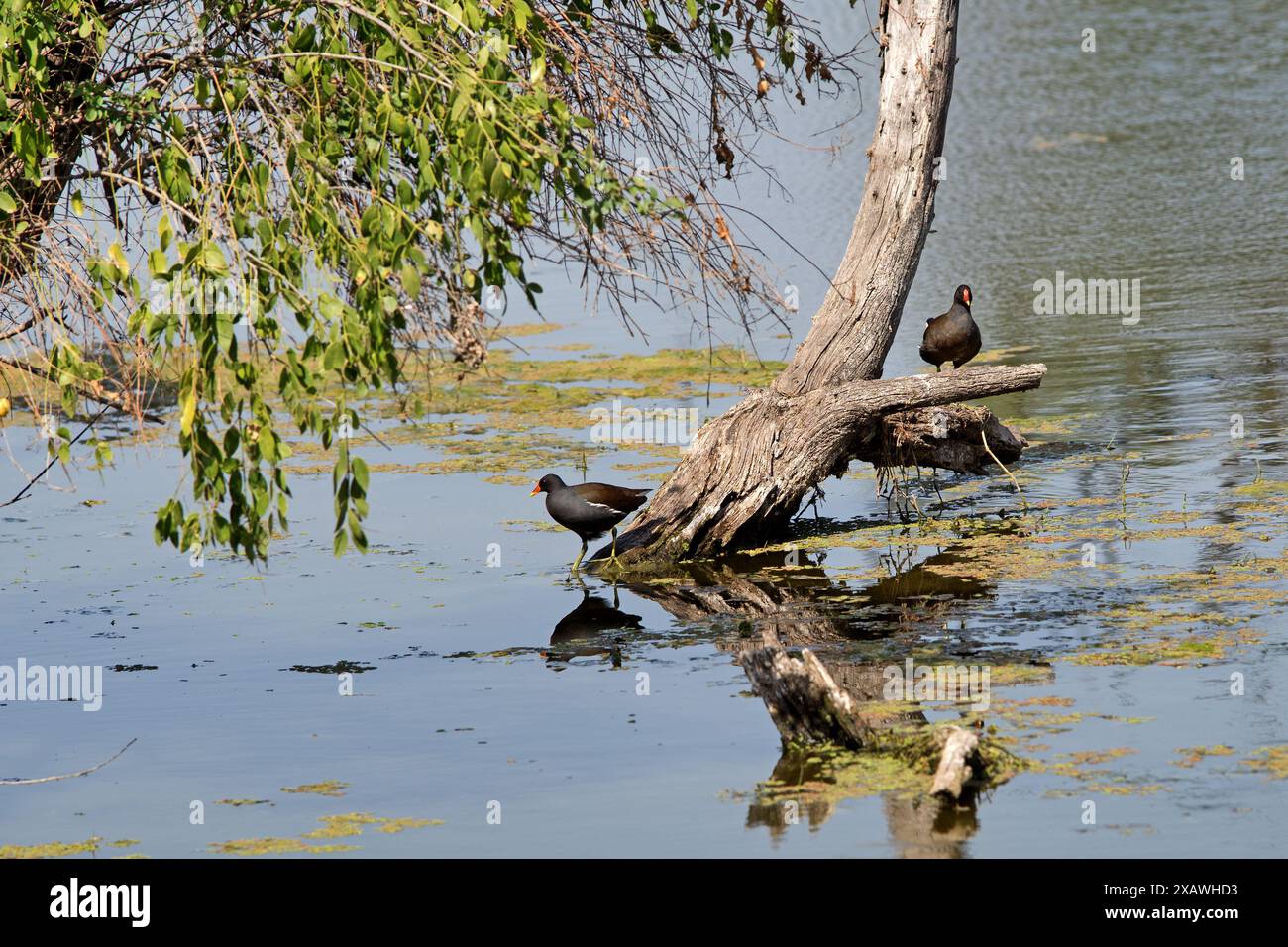 Bharatpur, Indien: Keoladeo-Nationalpark. Das Bharatpur Bird Sanctuary ist ein weltberühmtes Vogel- und Wildtierreservat Stockfoto