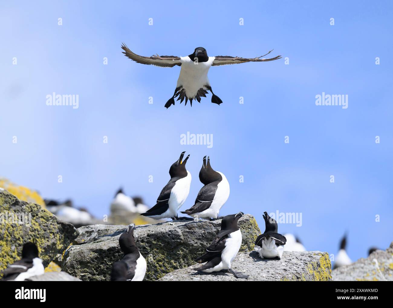 Razorbill (ALCA torda) landet in der Brutkolonie Shiant Islands, Harris, Western Isles, Schottland Stockfoto