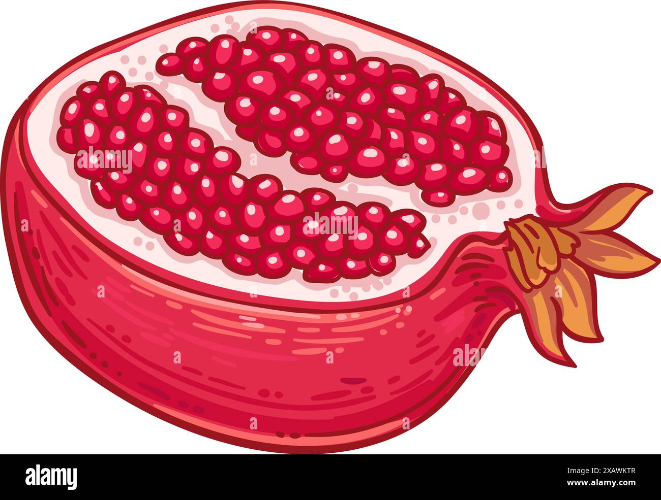 Granatapfelfrucht Farbige Detaillierte Illustration Stock Vektor