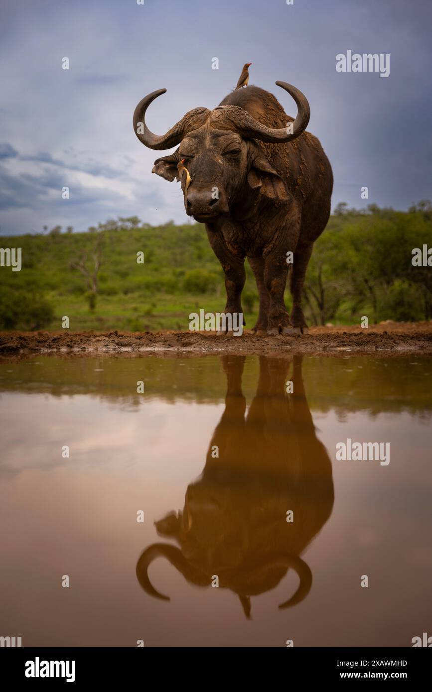 Kaffernbüffel Stockfoto