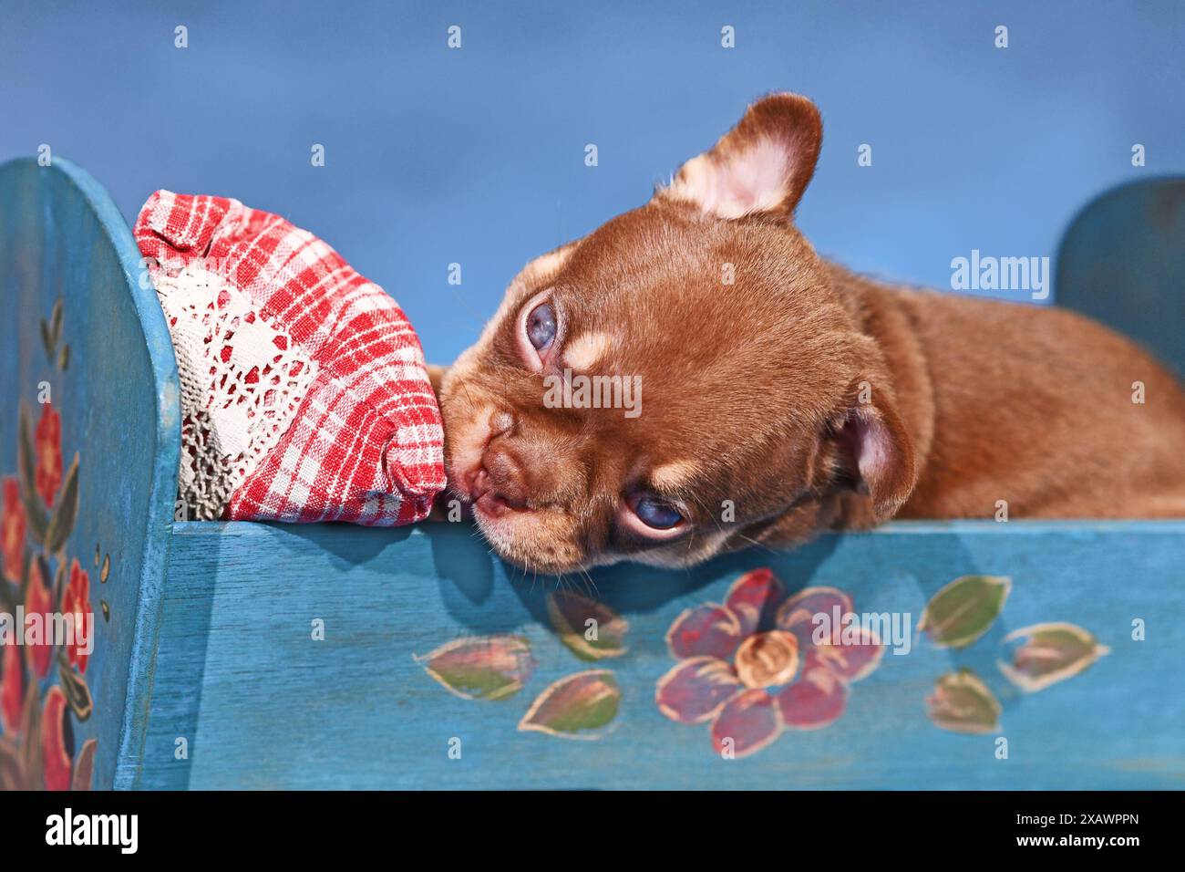 Mocca Orange Tan französischer Bulldogge Hund Welpe im Bett vor blauem Hintergrund Stockfoto