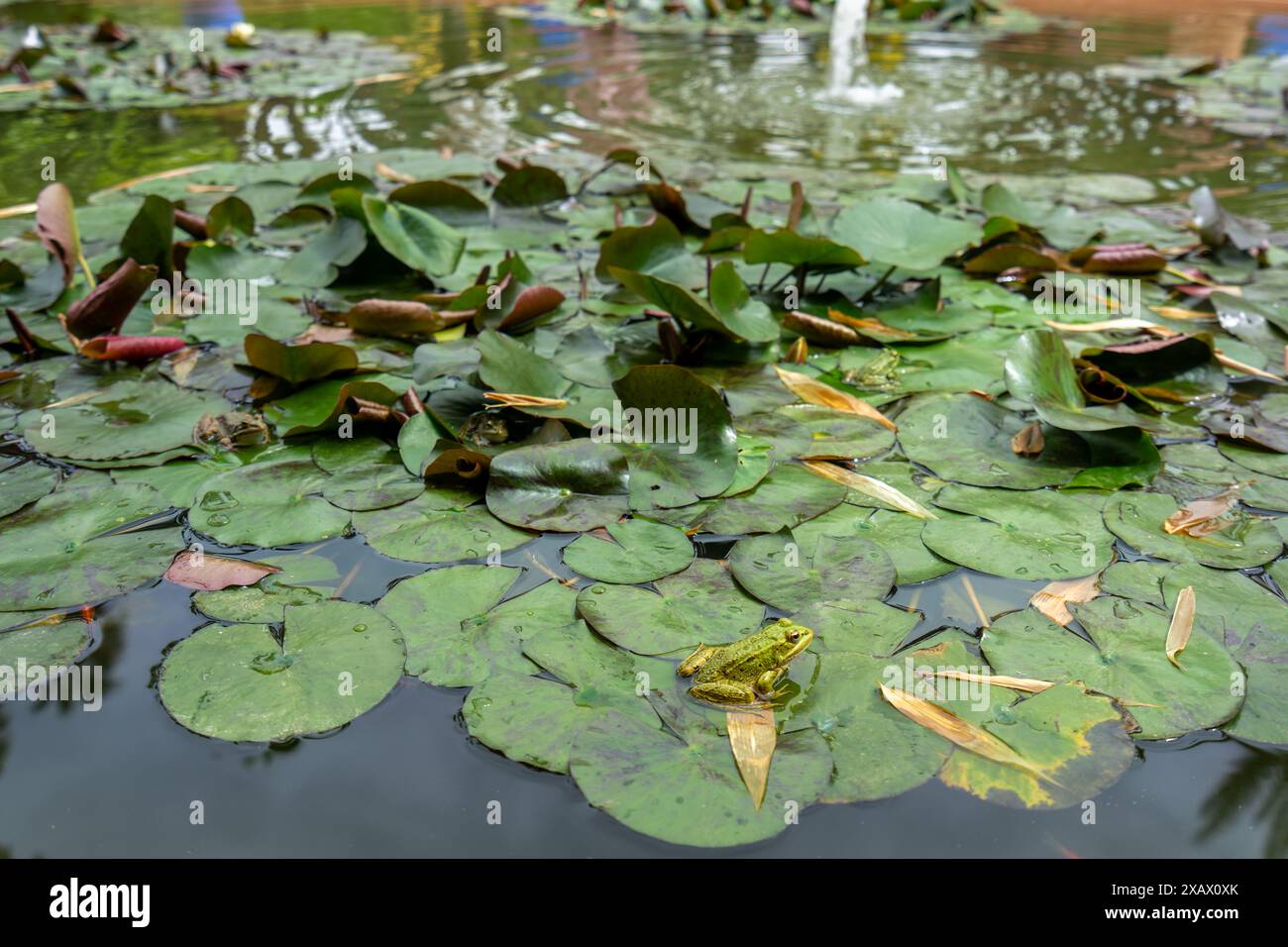 Auf dem Lotusblatt im Teich ist ein Frosch. Der Majorelle Garten ist bekannt als der geheimnisvollste Garten. Marrakesch, Marokko. Stockfoto