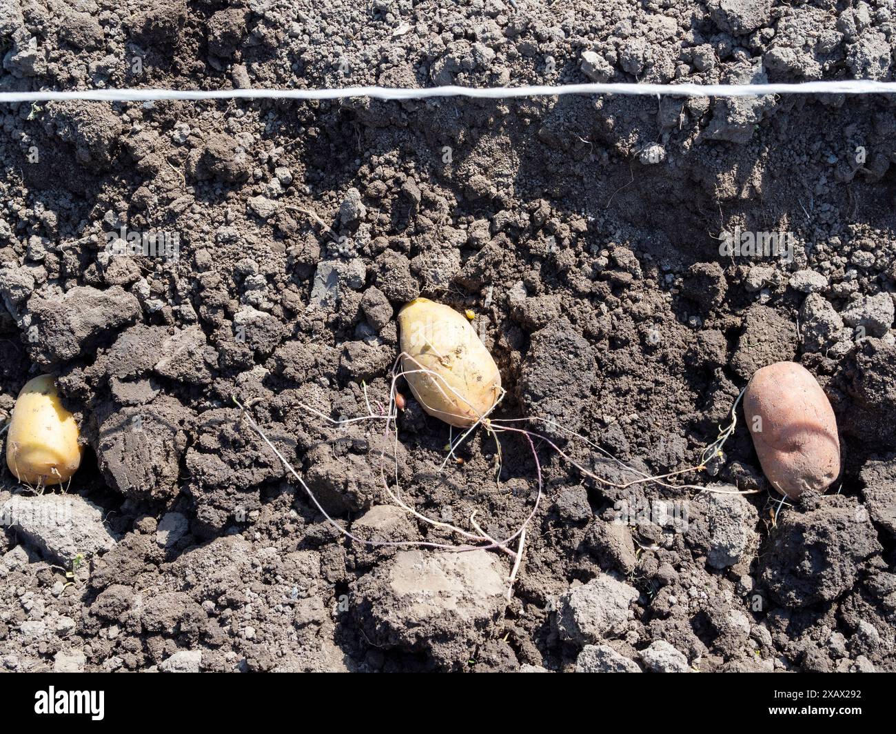 Gekeimte Kartoffelknollen in gegrabenen Gartenbeeten aus der Nähe am sonnigen Frühlingstag Stockfoto