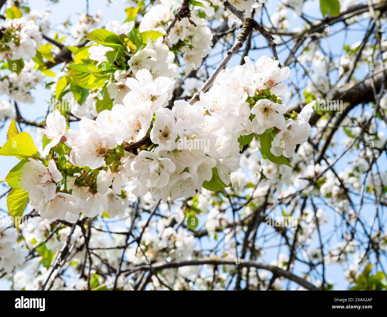 Weiße Kirschblüten und grüne Blätter an Zweigen am sonnigen Frühlingstag Stockfoto