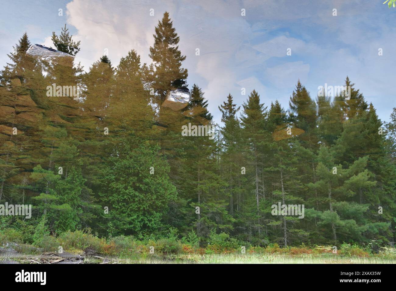 Umgedrehte Wasserreflexion. Traumhafte Kiefern- und Fichtenwälder spiegeln sich im Spiegel wie Seewasser, vermischt mit Himmel und Wolken. Stockfoto