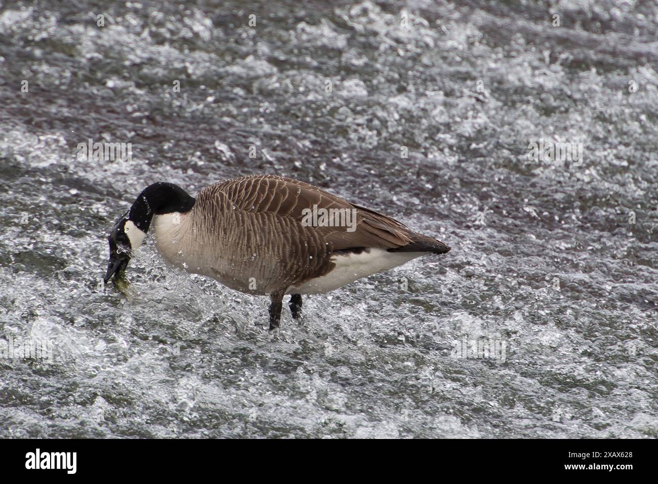 Eton Wick, Großbritannien. Juni 2024. Eine Kanadische Gans ernährt sich von Unkraut an einem Wehr am Jubilee River in Eton Wick, Windsor, Berkshire. Kredit: Maureen McLean/Alamy Stockfoto