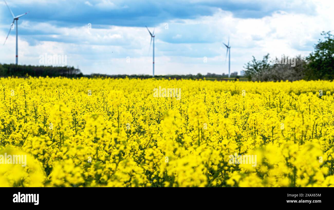 Blühender Rapssamen, blauer Himmel, Windpark, Nahaufnahme selektiver Fokus Stockfoto