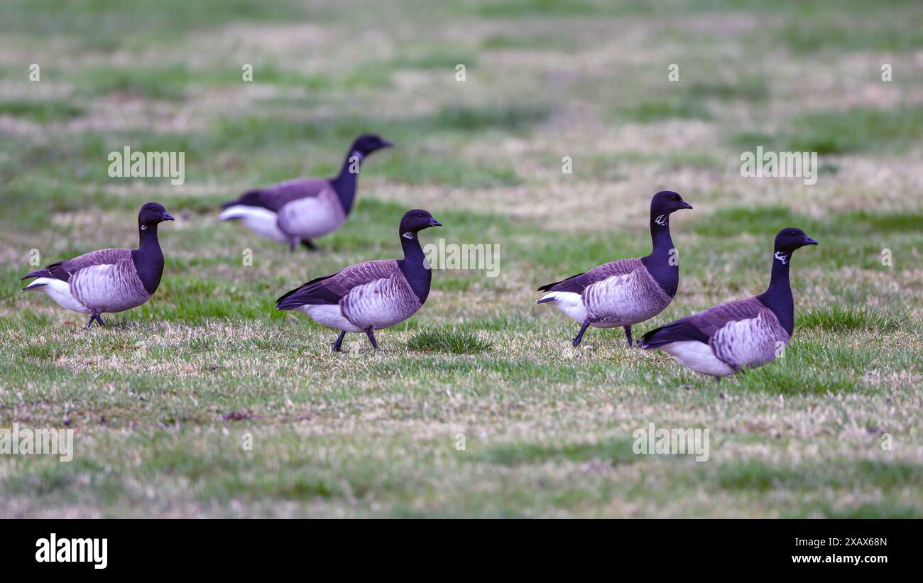 Brantgänse (Branta bernicla) aus Hvalfjörður, Island im Mai. Stockfoto