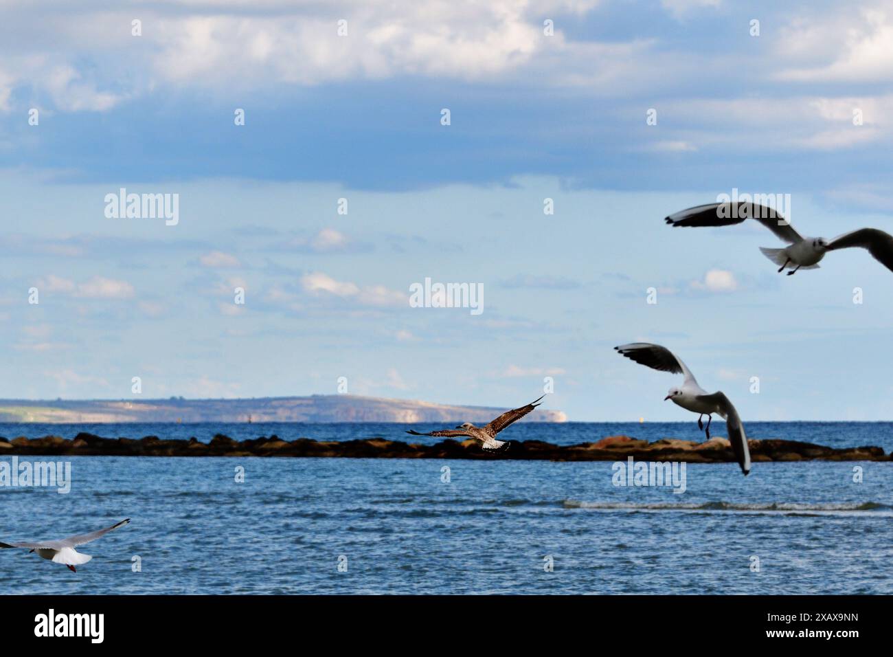 Foto in Larnaka, Zypern, zeigt 4 Vögel mit Fokus auf den zweiten Vogel von links und eine geringe Tiefe des Feldes Stockfoto