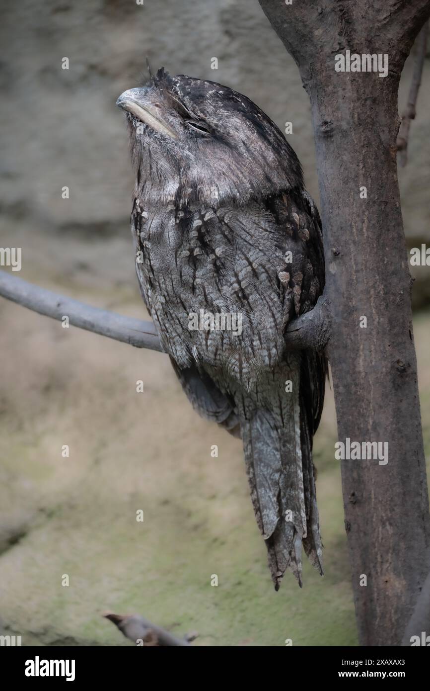 Tawny Frogmouth (Podargus strigoides) ruhend Stockfoto