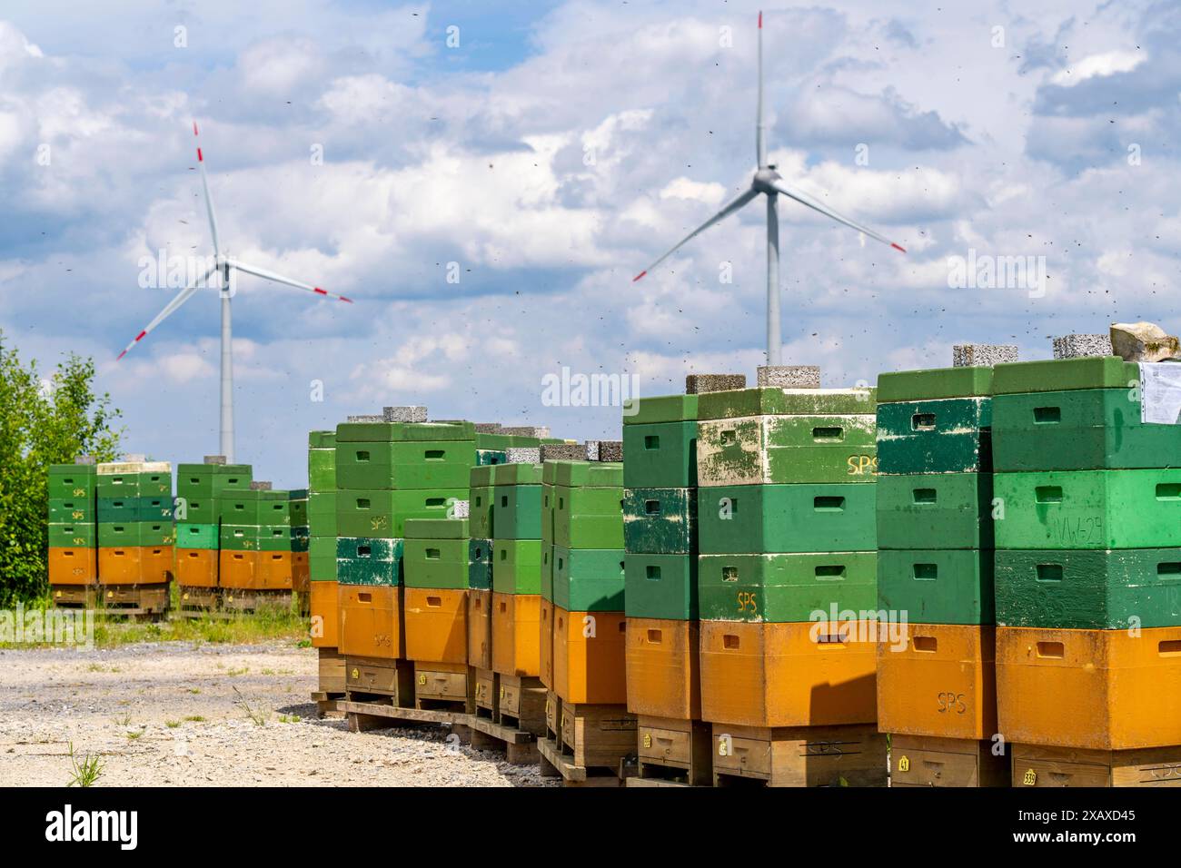 Windpark nördlich von Marsberg, viele Bienenstöcke stehen am Fuße eines Windrades, Hochsauerlandkreis, NRW, Deutschland, Windpark Bienen *** Windpark nördlich von Marsberg, viele Bienenstöcke stehen am Fuße einer Windkraftanlage, Hochsauerlandkreis, NRW, Deutschland, Windpark Bienen Stockfoto