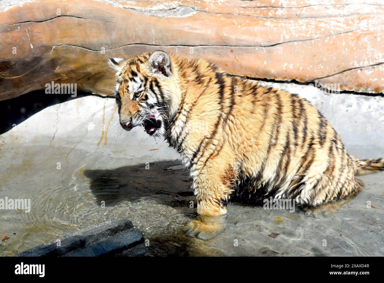 QINGDAO, CHINA – 9. JUNI 2024 – Ein Jungtier eines sibirischen Tigers spielt im Wasser der Qingdao Forest Wildlife World in der Provinz Shandong, China, 9. Juni 202 Stockfoto