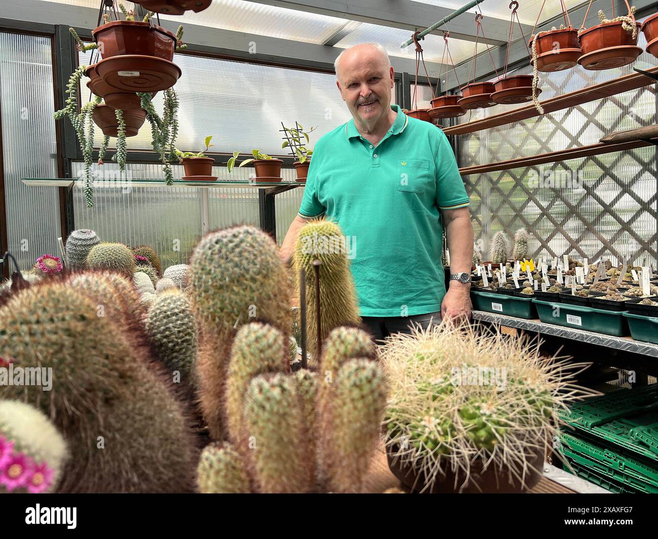 Horst Kriegelstein mit seinen Kakteen - Büttelborn 09.06.2024: Tag des offenen Gartens des Obst- und Gartenbauvereins *** Horst Kriegelstein mit seiner Kakteen Büttelborn 09 06 2024 Tag des offenen Gartens des Obst- und Gartenbauvereins Stockfoto