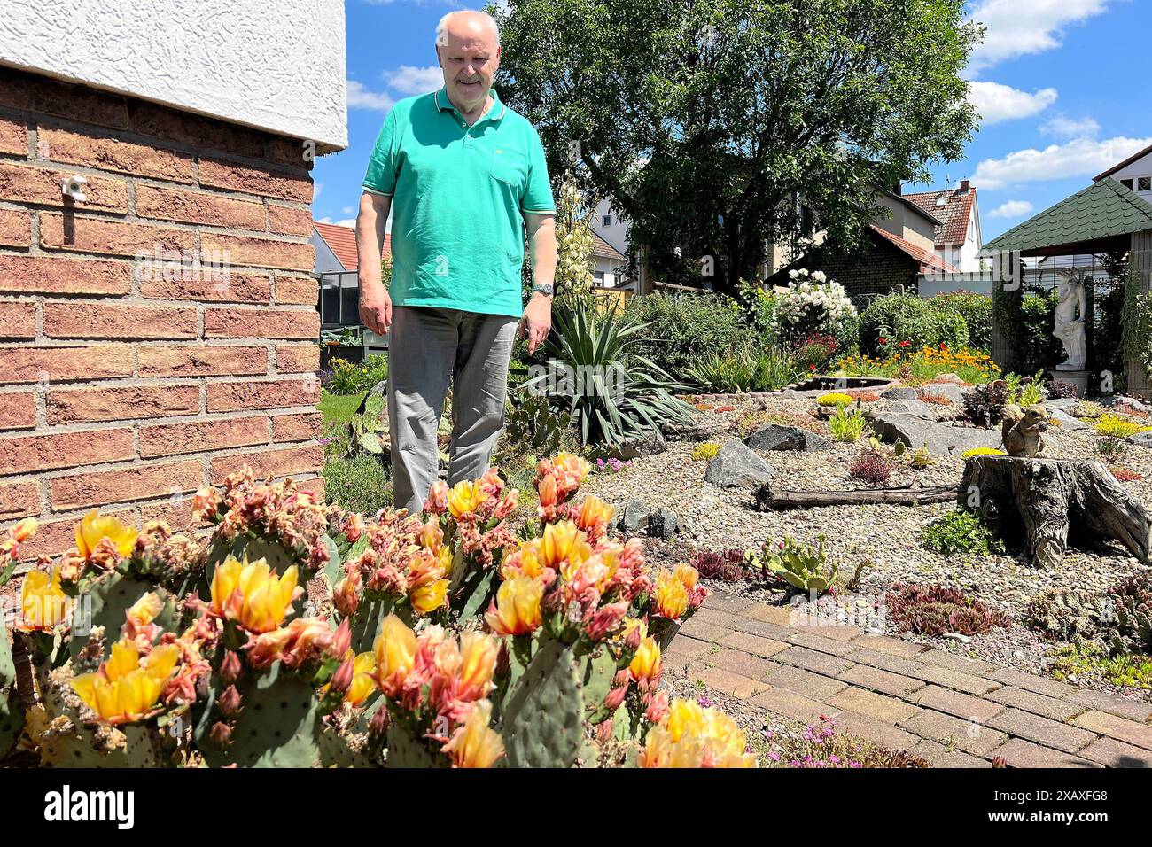 Horst Kriegelstein mit seinen Kakteen - Büttelborn 09.06.2024: Tag des offenen Gartens des Obst- und Gartenbauvereins *** Horst Kriegelstein mit seiner Kakteen Büttelborn 09 06 2024 Tag des offenen Gartens des Obst- und Gartenbauvereins Stockfoto