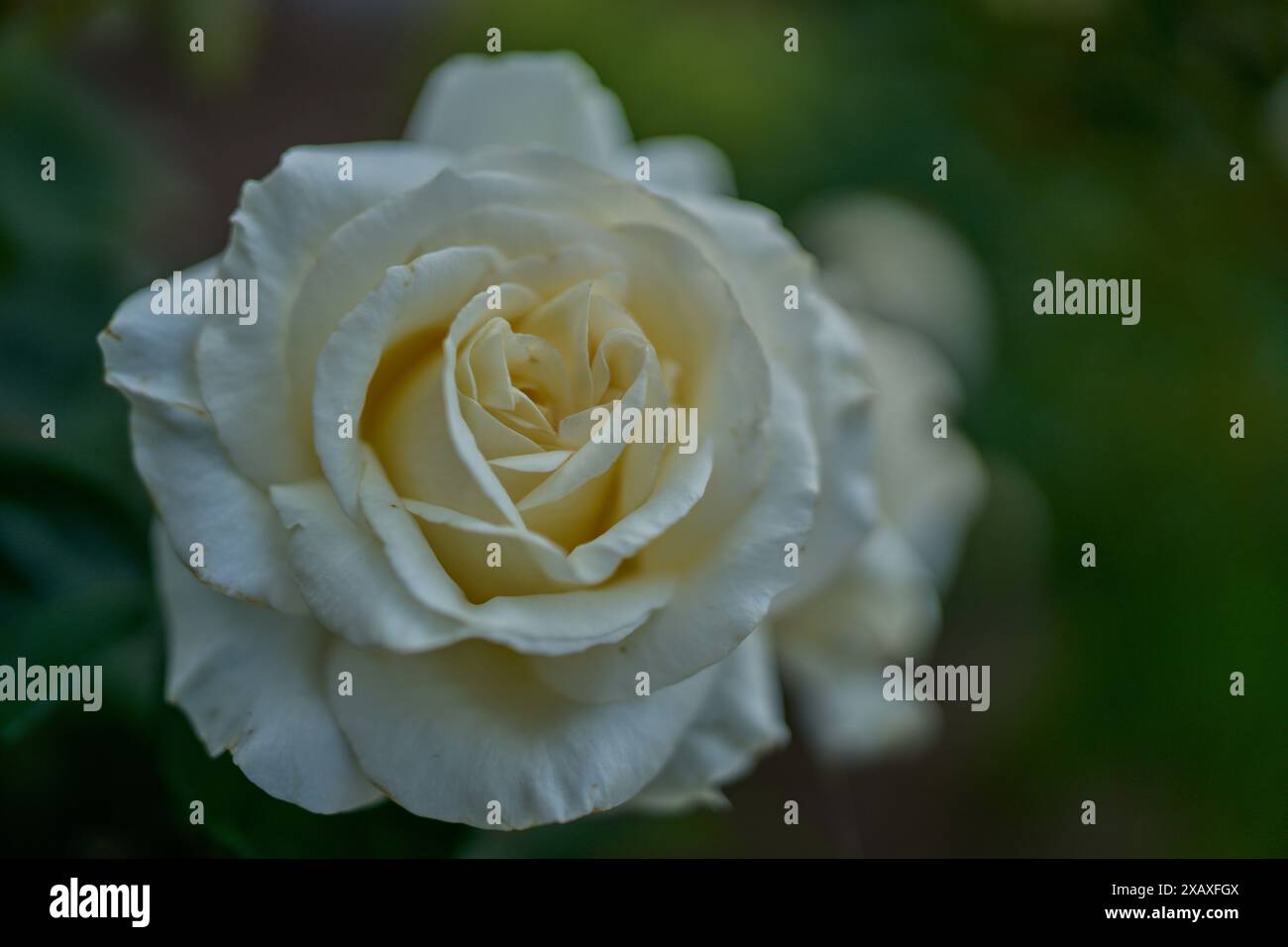 Üppige bunte Rosenblume aus nächster Nähe Stockfoto
