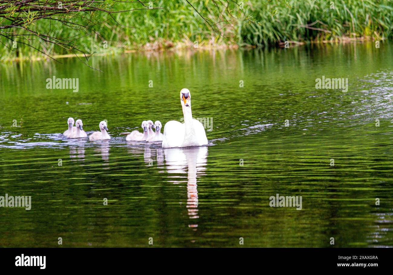 Dundee, Tayside, Schottland, Großbritannien. Juni 2024. Wetter in Großbritannien: Sommerszenen von Trottick Wildlife und dem nahe gelegenen Naturschutzgebiet an der Claverhouse Road in Dundee, Schottland. Eine Familie stummer Schwäne mit ihren sechs Zygneten am Trottick Mill Pond. Quelle: Dundee Photographics/Alamy Live News Stockfoto