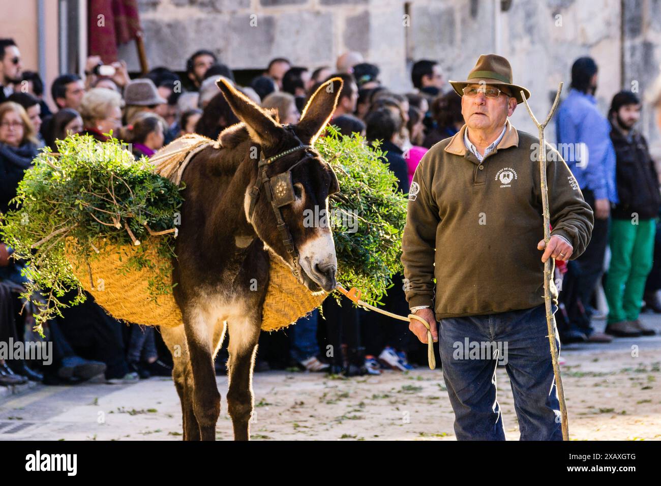 Segen der Tiere am Tag des Heiligen Antonius, „Beneides de Sant Antoni“, Muro, Mallorca, Balearen, Spanien Stockfoto