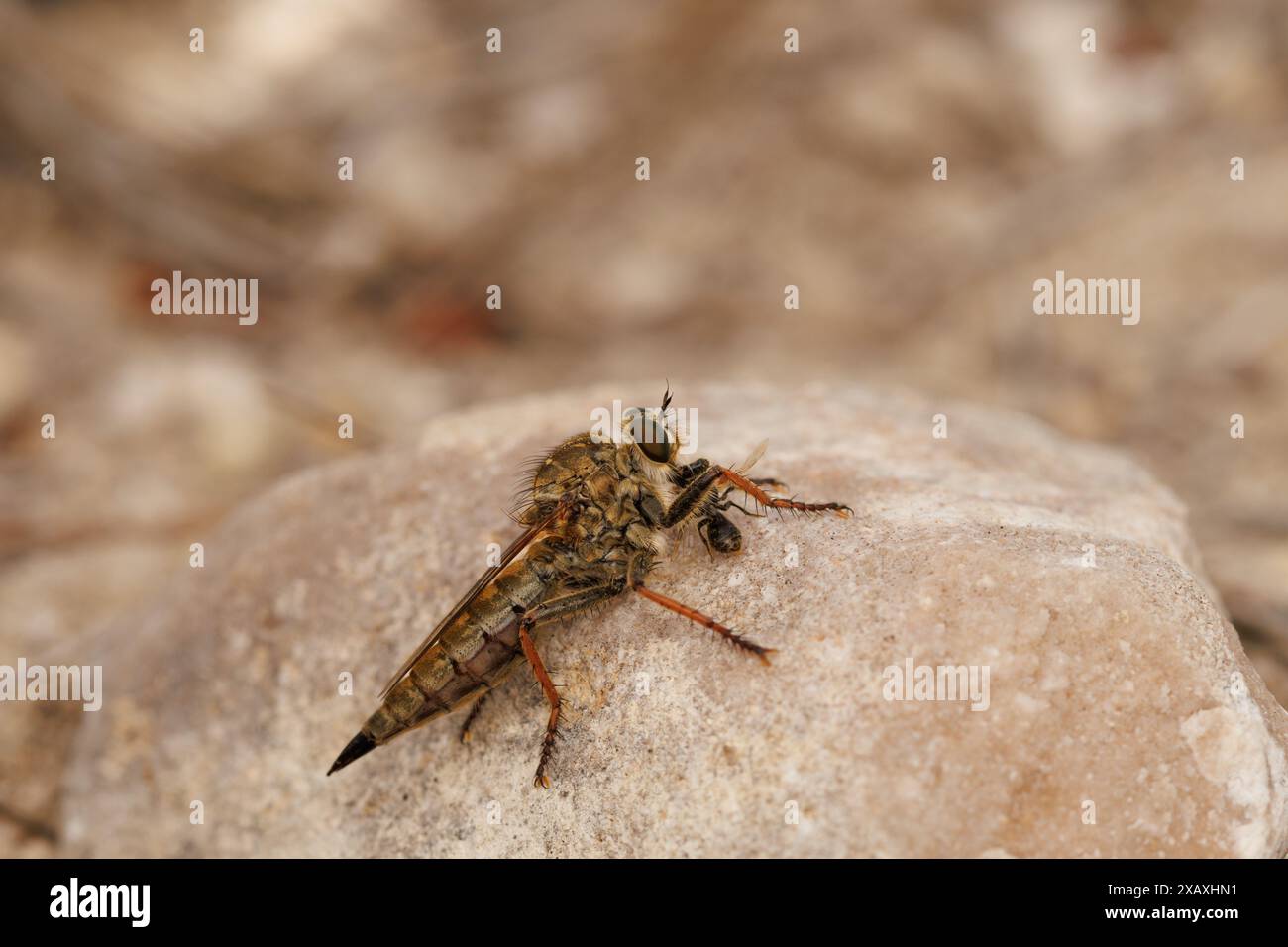 Killerfliege, Asilidae, isst eine kleine Biene auf einem Felsen, Alcoy, Spanien Stockfoto