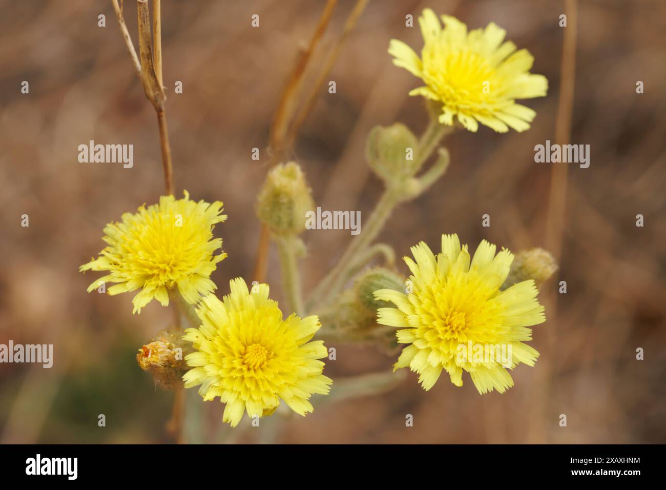 Hermaphroditblüten der Pflanze Andryala integrifolia mit entzündungshemmenden, heilenden, adstringenden und verletzlichen Eigenschaften in der Kräutermedizin. Alc Stockfoto