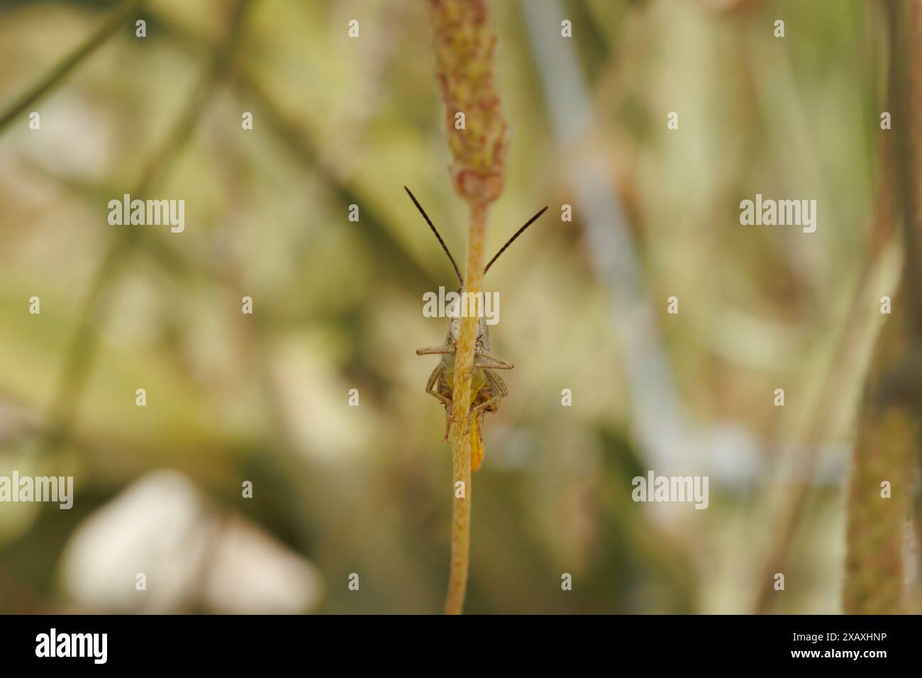 Grashüpfer versteckt hinter Zweigen, nachhaltige Lebensmittel der Agenda 2030, Alcoy, Spanien Stockfoto