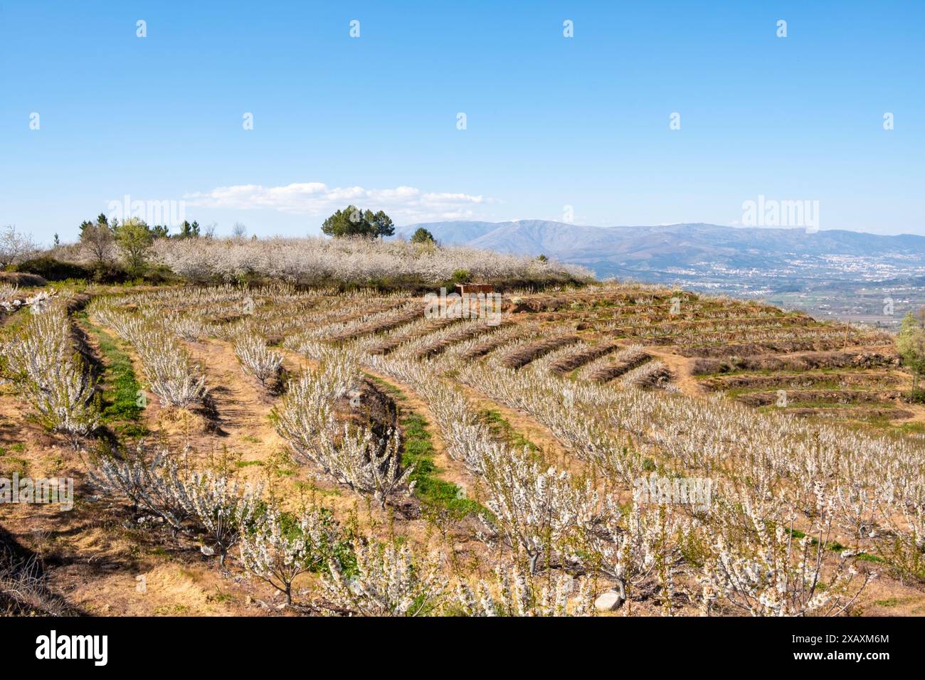 Wunderschöne Landschaft mit Feldern, die mit Kirschblüten bepflanzt sind. Fundão, Portugal, Europa Stockfoto