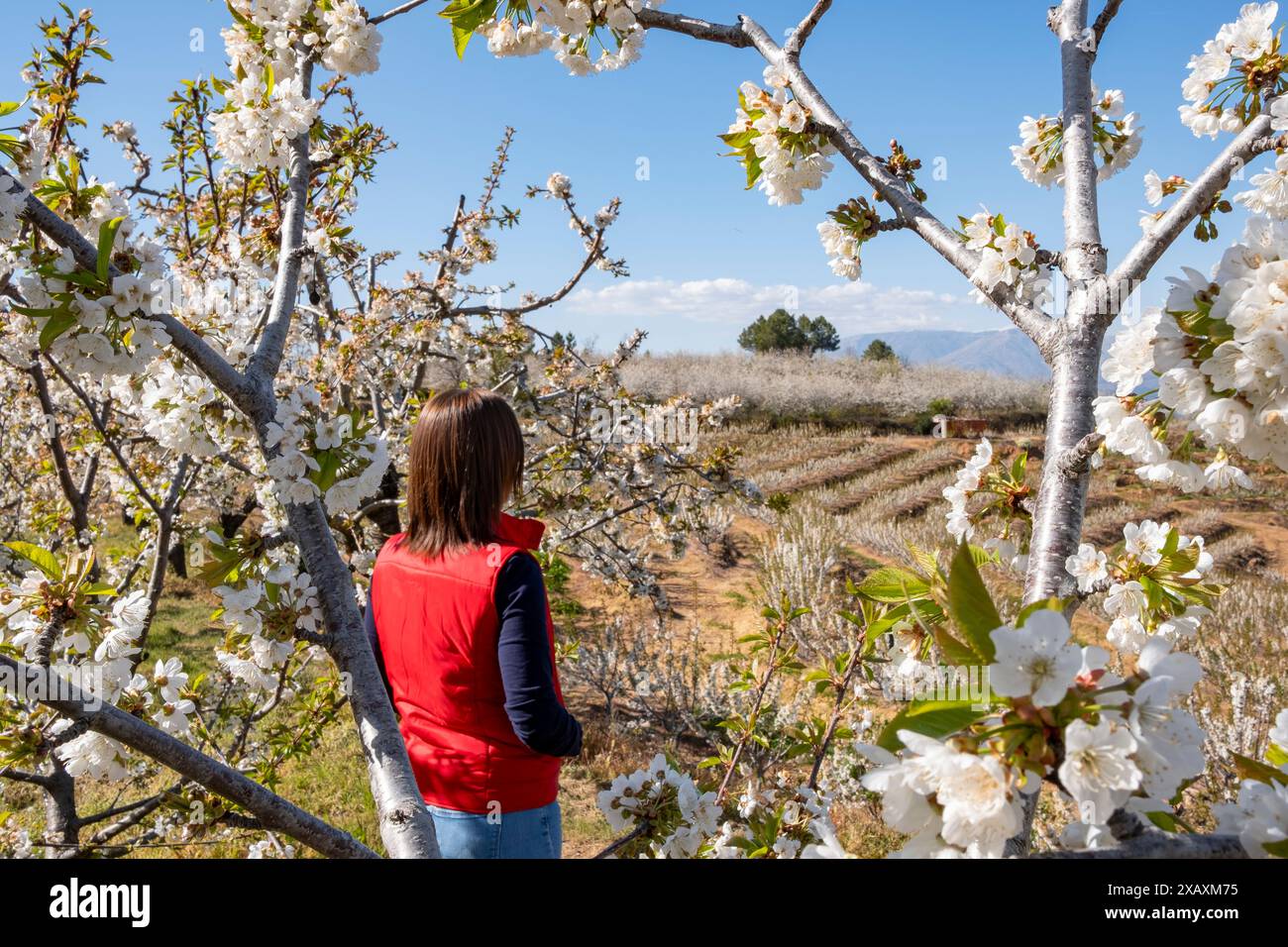 Kirschen mit Blumen und im Hintergrund, schöne Landschaft mit bemalten Kirschblüten Bäumen. Fundão, Portugal, Europa Stockfoto