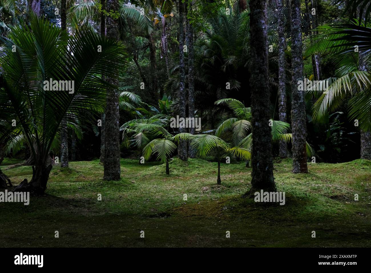 Wunderschöne und exotische Bäume im Terra Nostra Park, Insel Sao Miguel, Portugal Stockfoto