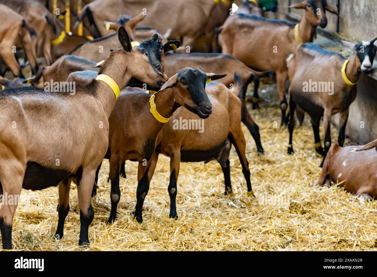 Käseherstellung auf Ziegenfarm, Rocamadour-Weichziegenkäse mit weicher Rinde, hergestellt auf dem Bauernhof in Perigord und Quercy, Frankreich, fa Stockfoto