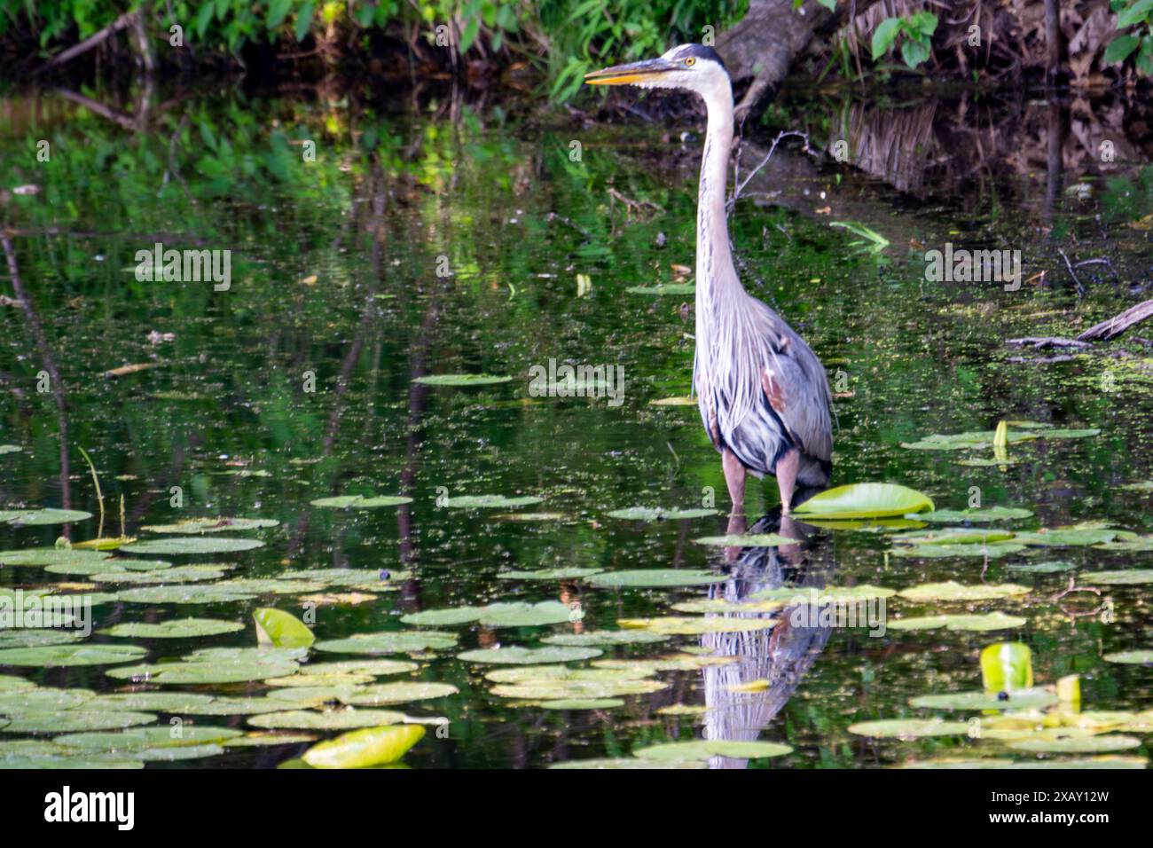 Ein großer Blaureiher jagt für seine nächste Mahlzeit an einem See im nördlichen Wisconsin Lake zwischen den Fliederlililypaden. Stockfoto