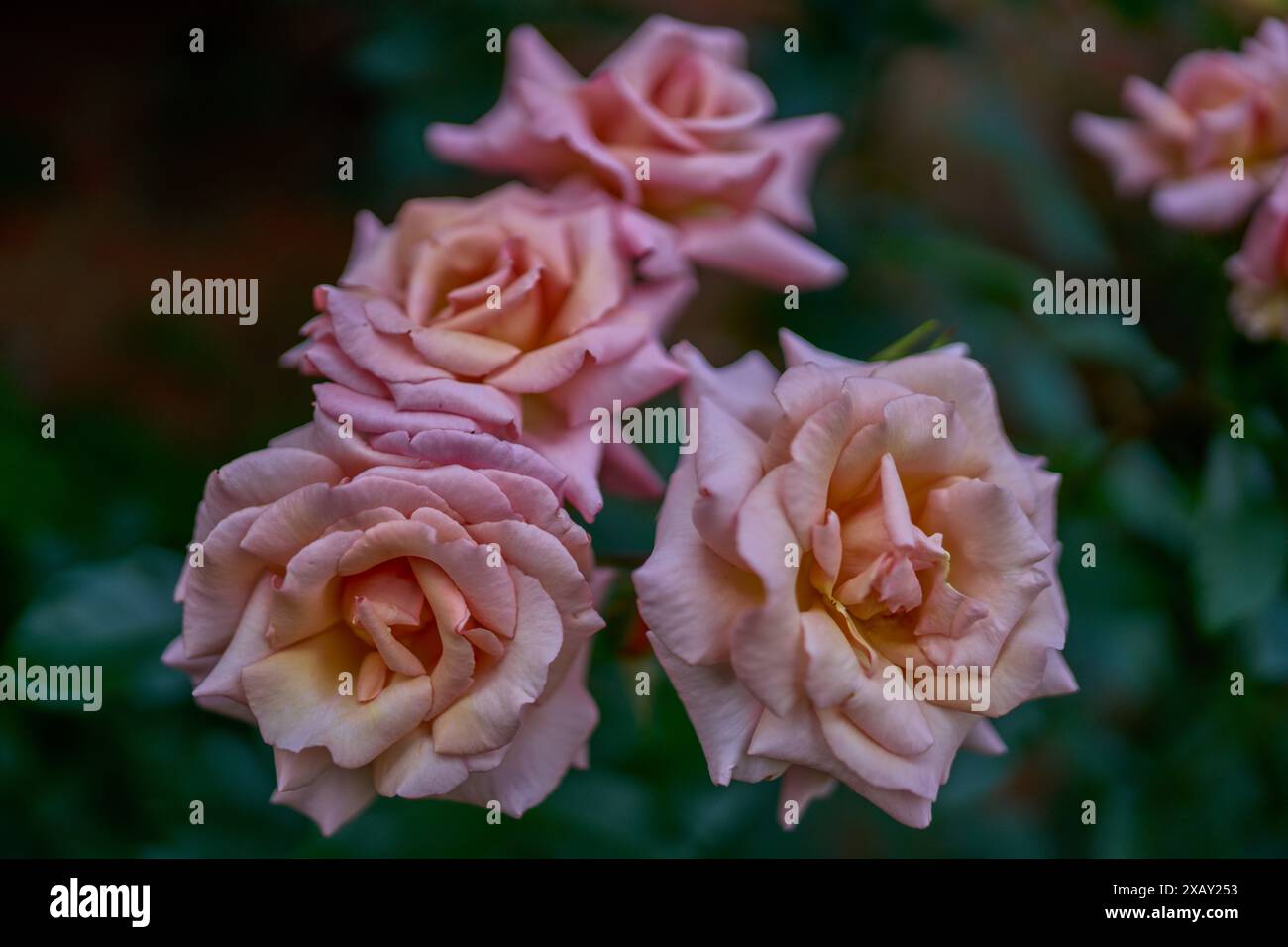 Üppige bunte Rosenblume aus nächster Nähe Stockfoto