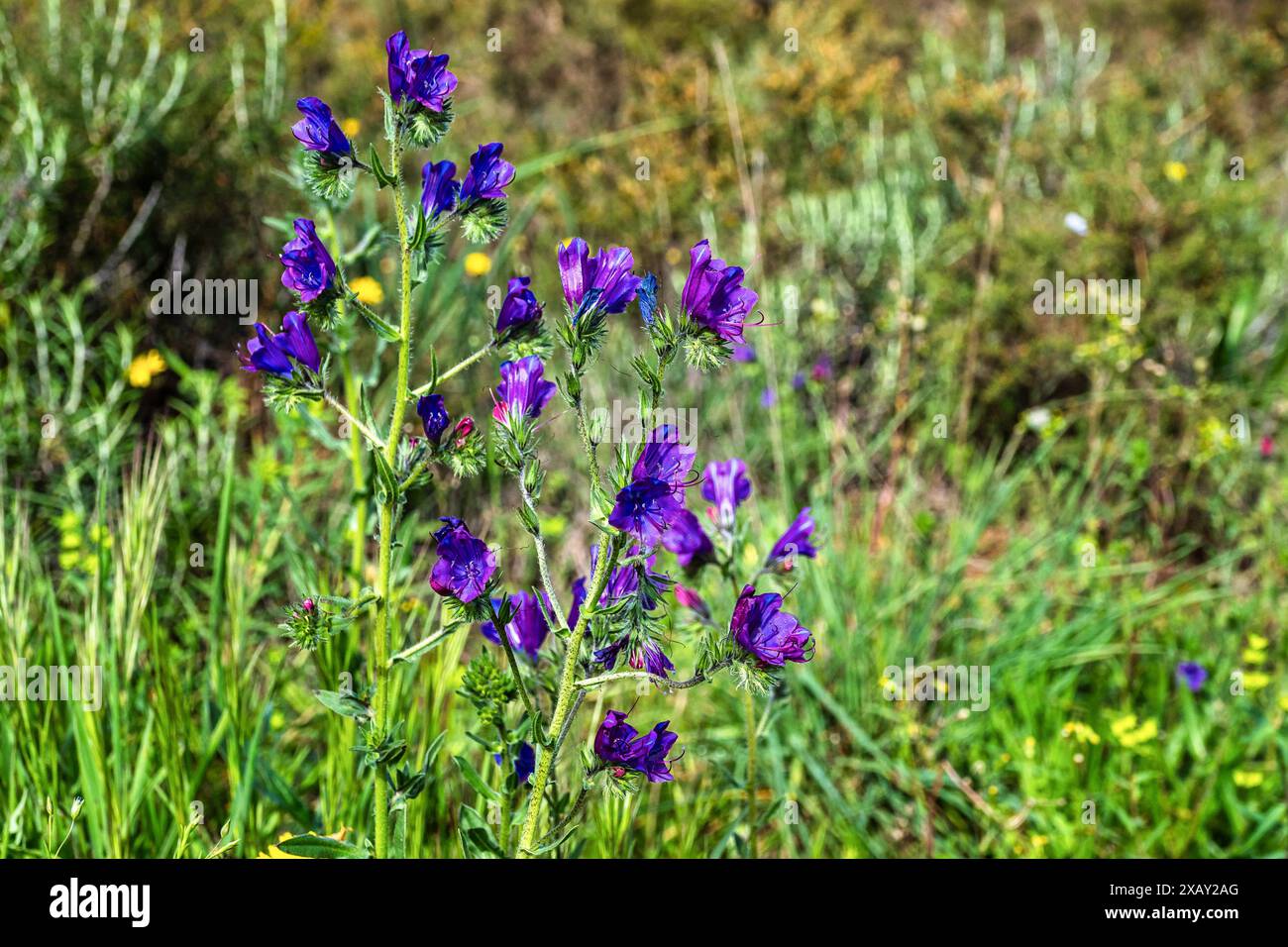 Landschaftsansicht des Parque Natural da Ria Formosa in der Nähe von Faro in Portugal Stockfoto