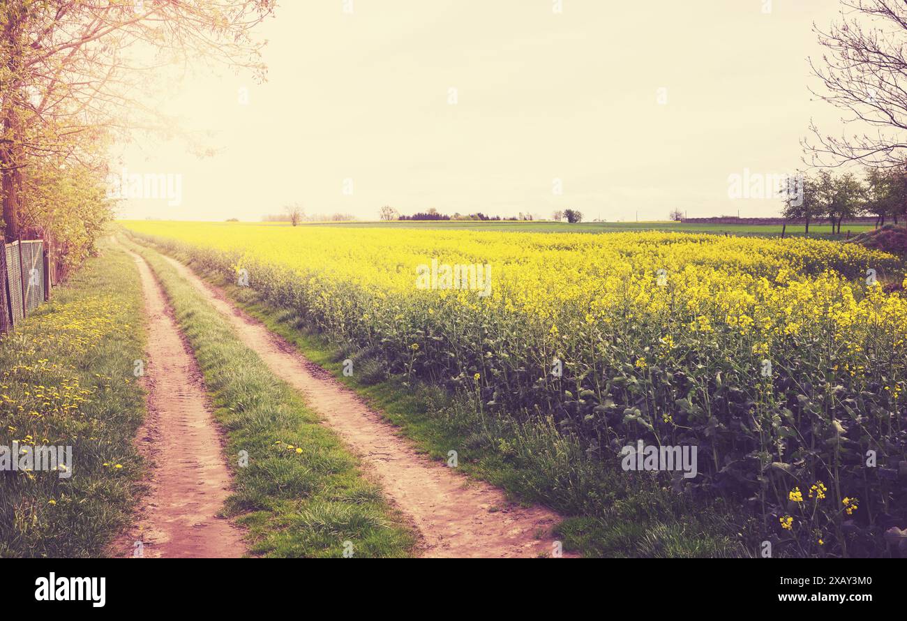 Ländliche Landschaft mit einer Straße neben einem Rapsfeld, Farbton angewendet. Stockfoto