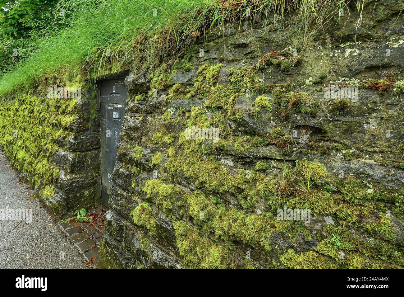 Frisches Moos und Gras auf einer alten Steinmauer, Allgäu, Schwaben, Bayern, Deutschland Stockfoto