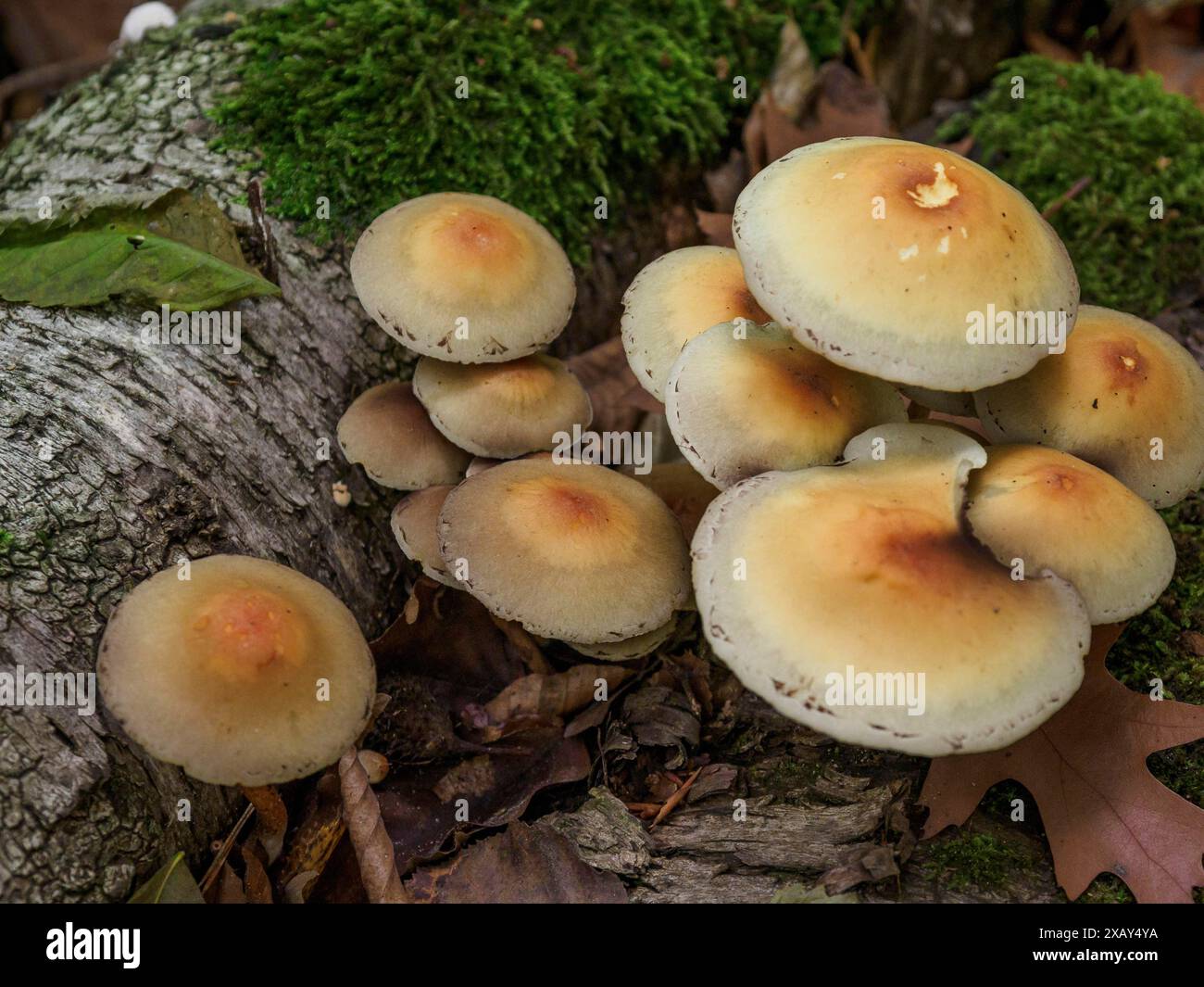 Eine Gruppe von Pilzen, die auf einem moosbedeckten Baumstamm im Wald mit Herbstblättern im Hintergrund wachsen, Bocholt, münsterland, Deutschland Stockfoto