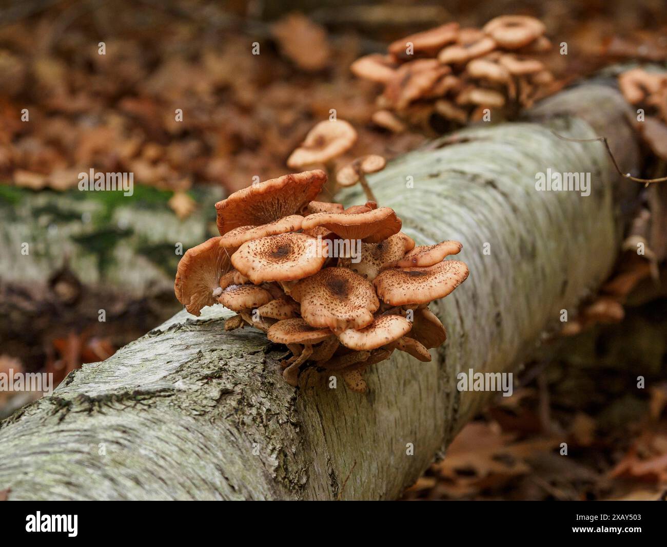 Pilze wachsen in Gruppen auf einem liegenden Baumstamm, umgeben von trockenen Herbstblättern und Waldatmosphäre, Bocholt, münsterland, Deutschland Stockfoto
