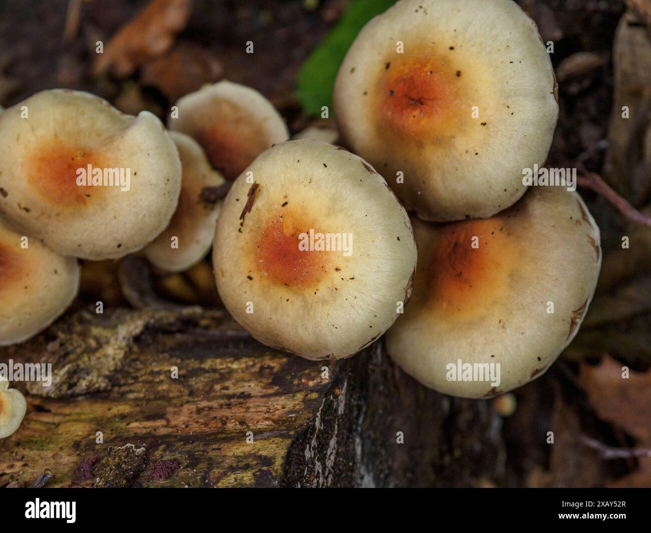 Nahaufnahme einer Gruppe von Pilzen, die auf einem verrottenden Baumstamm mit Moos im Wald wachsen, Bocholt, münsterland, Deutschland Stockfoto
