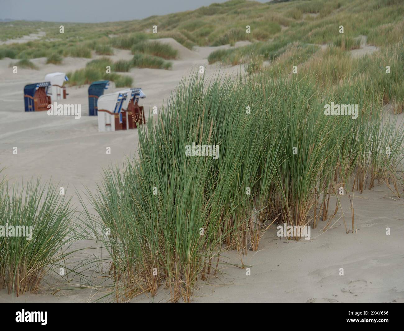 Hohe grüne Grasbüschel vor mehreren Liegen und Dünen an einem bewölkten Tag, saftig, ostfriesland, deutschland Stockfoto