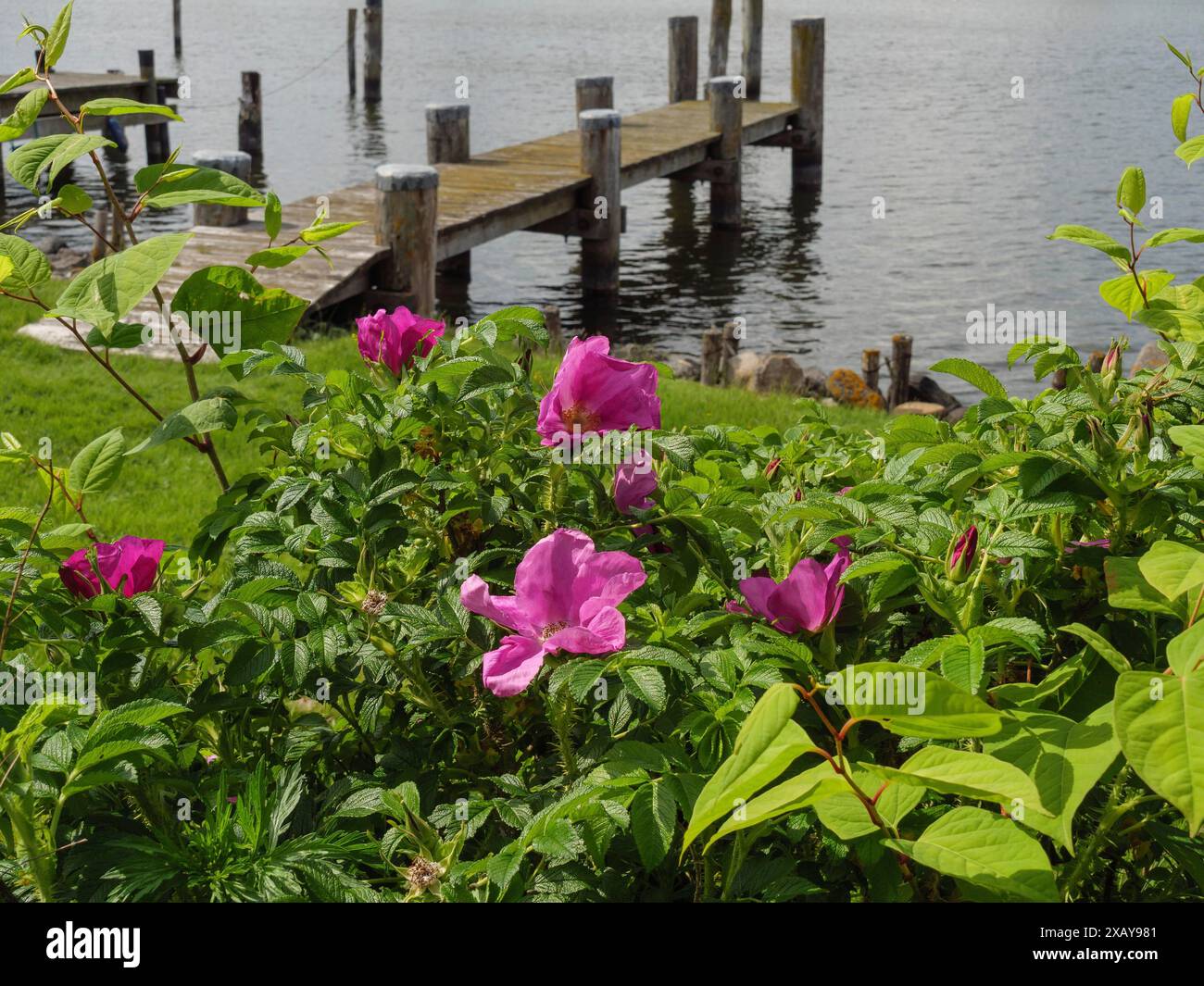 Rosafarbene Blumen und grünes Laub im Vordergrund, ein langer Steg und der ruhige See im Hintergrund, Arnis, Schleswig-Holstein, Deutschland Stockfoto